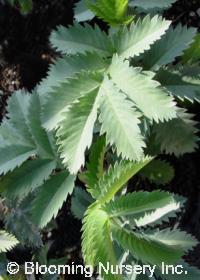 Melianthus major 'Purple Haze'